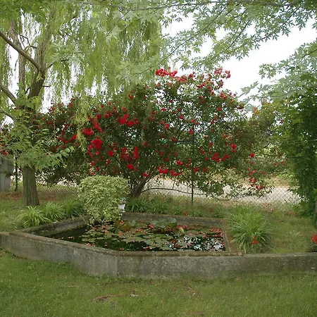 Rose Rosse Cadi David